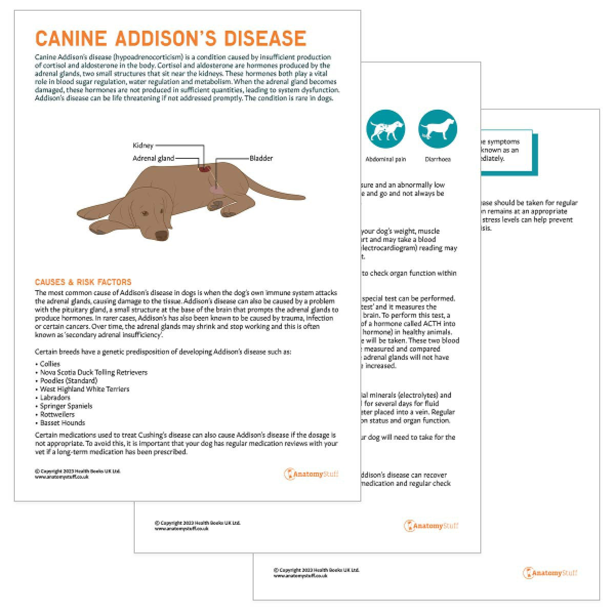 Canine Addison's Disease Pet Owner Education Handout (Printable PDF)