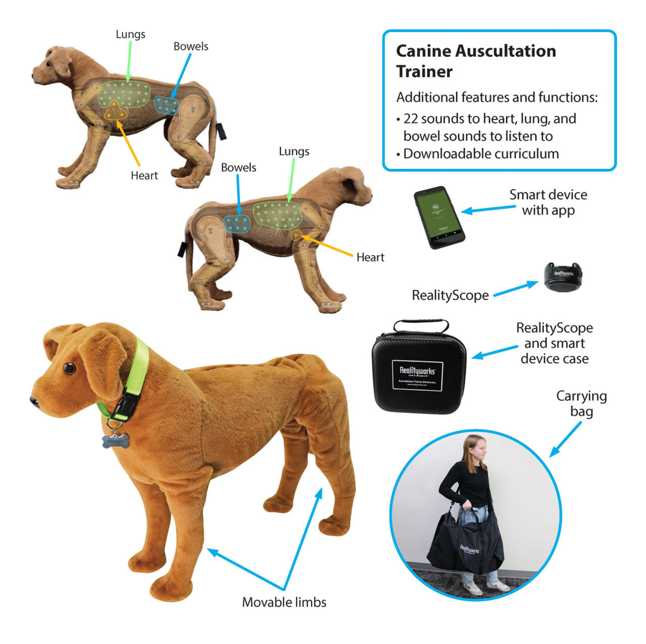 Canine Auscultation Trainer