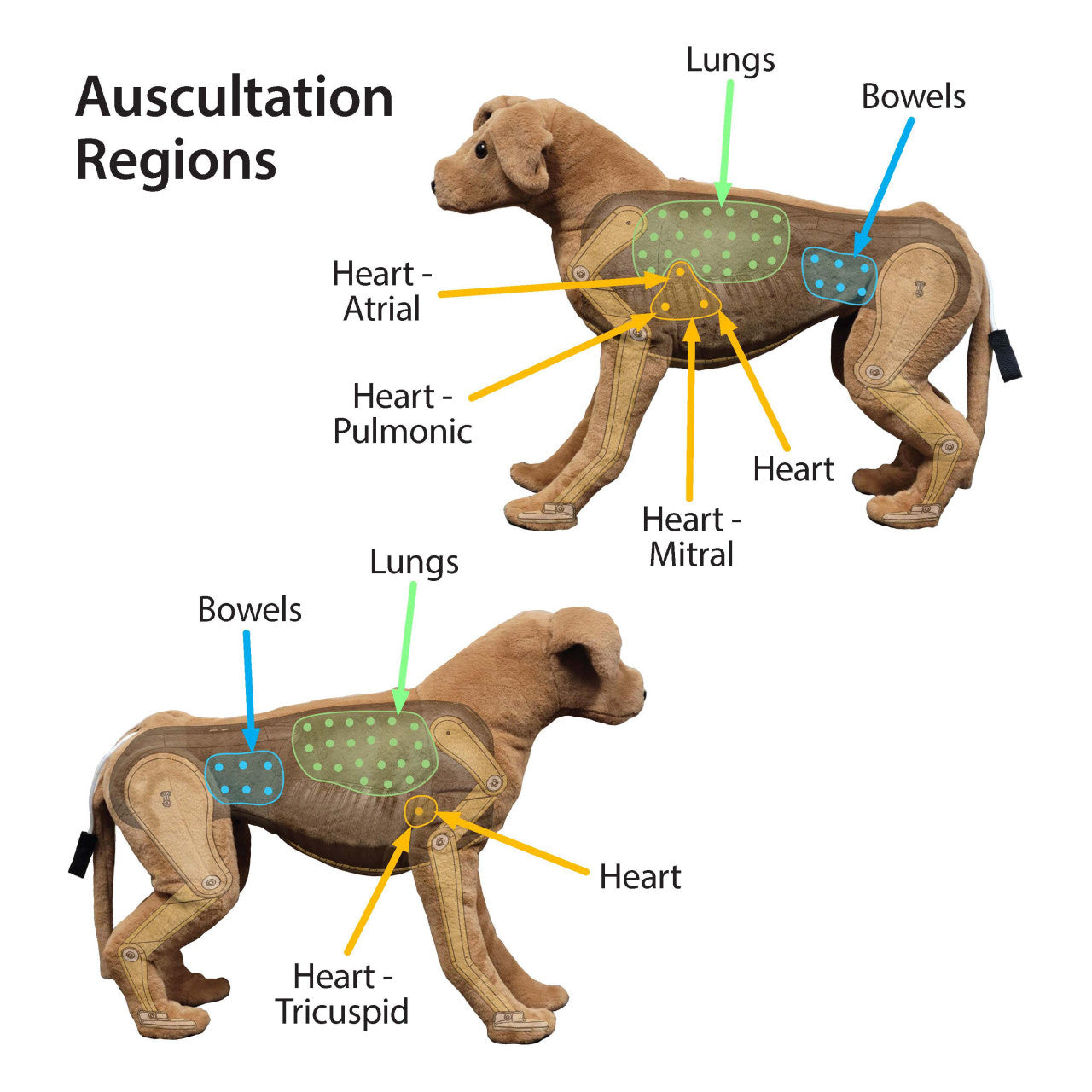 Canine Auscultation Trainer