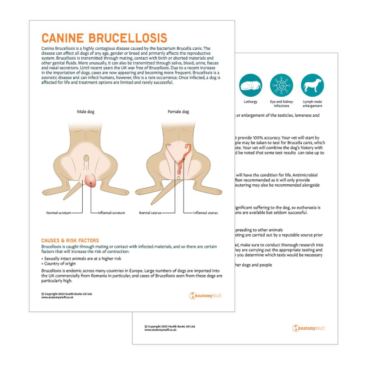 Canine Brucellosis Pet Owner Education Handout (Printable PDF)