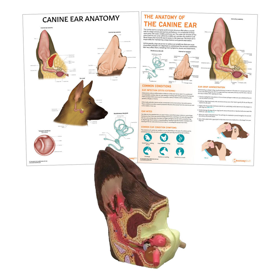 Canine Ear Anatomy & Pathology Collection