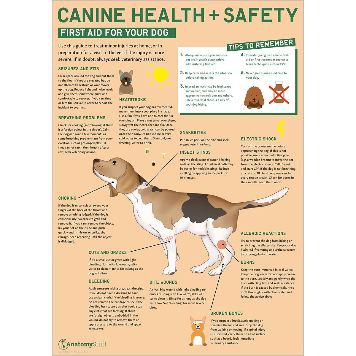 Canine Health & Safety: First Aid for Your Dog Poster