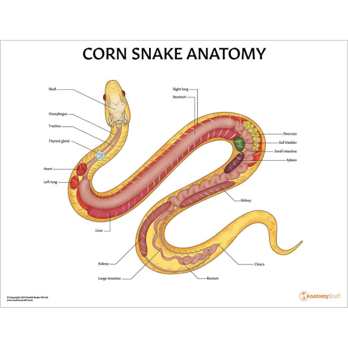 Exotic Pet Anatomy 5 Chart Collection