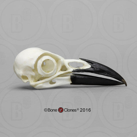 Bone Clones Bird Skulls