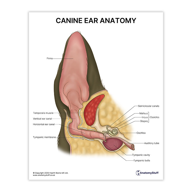 Canine Ear Anatomy Print (Small 20 x 25 cm)
