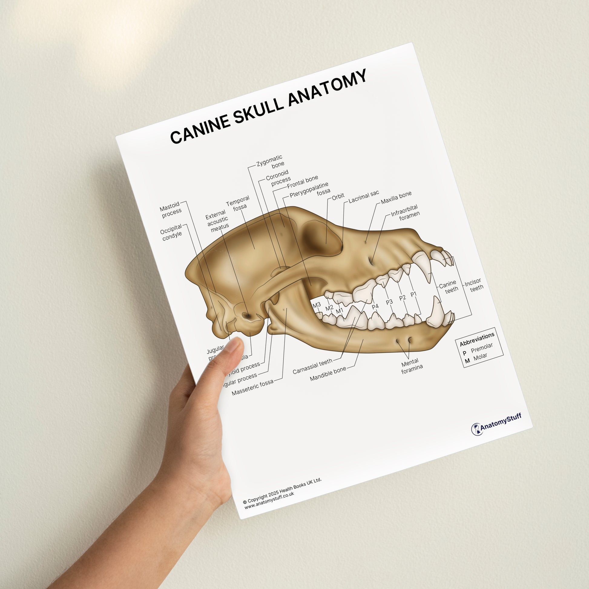Canine Skull Anatomy Print (Small 20 x 25 cm)