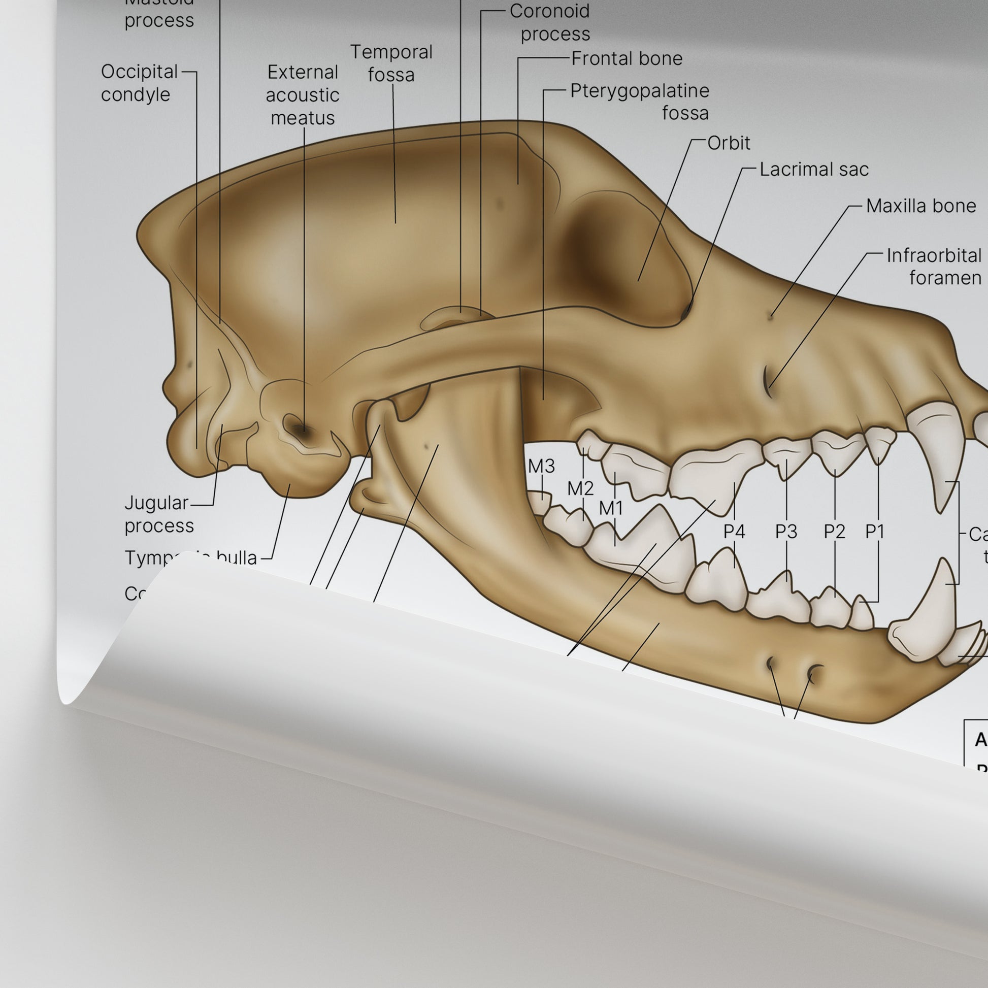 Canine Skull Anatomy Print (Small 20 x 25 cm)