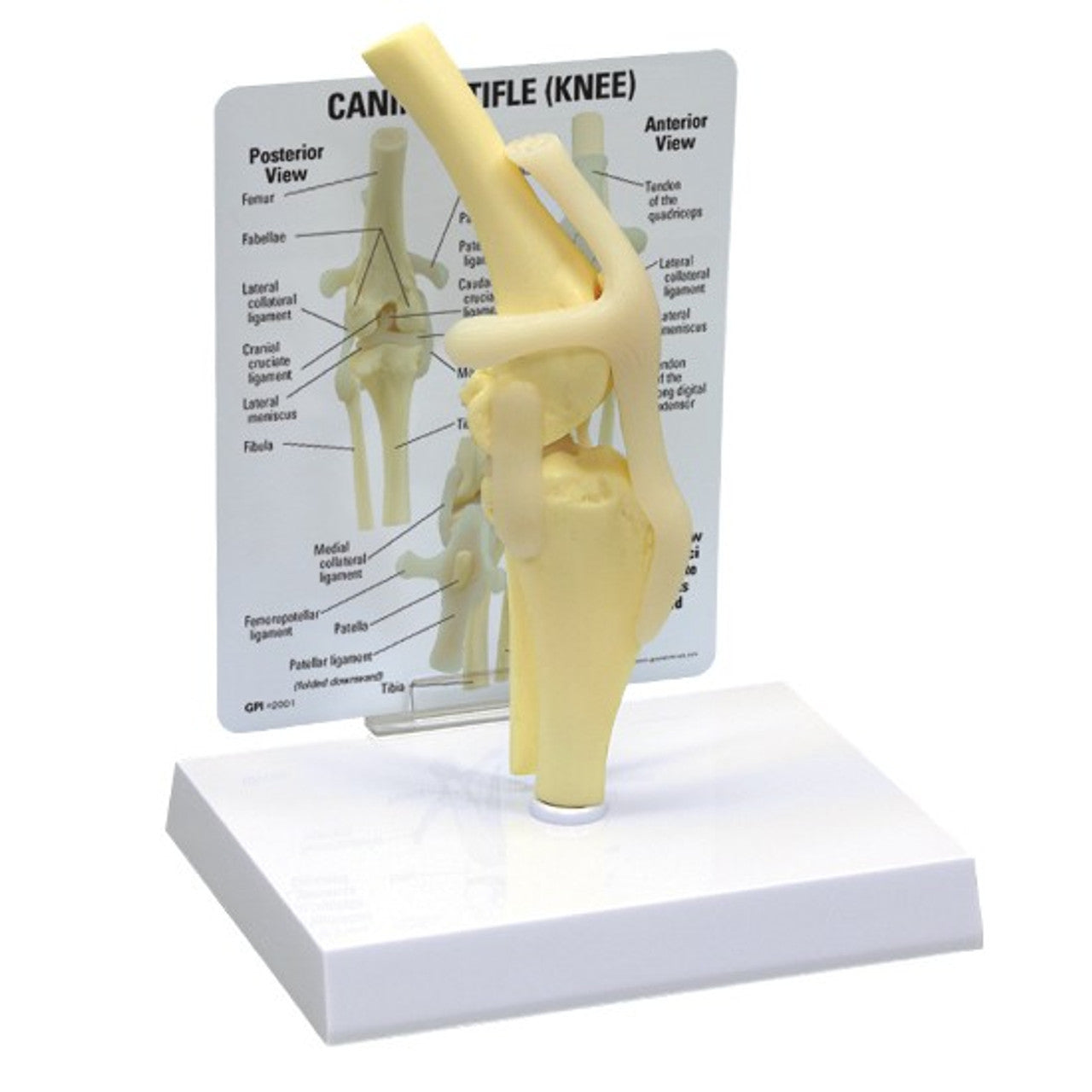 Canine Peripheral Joint Collection