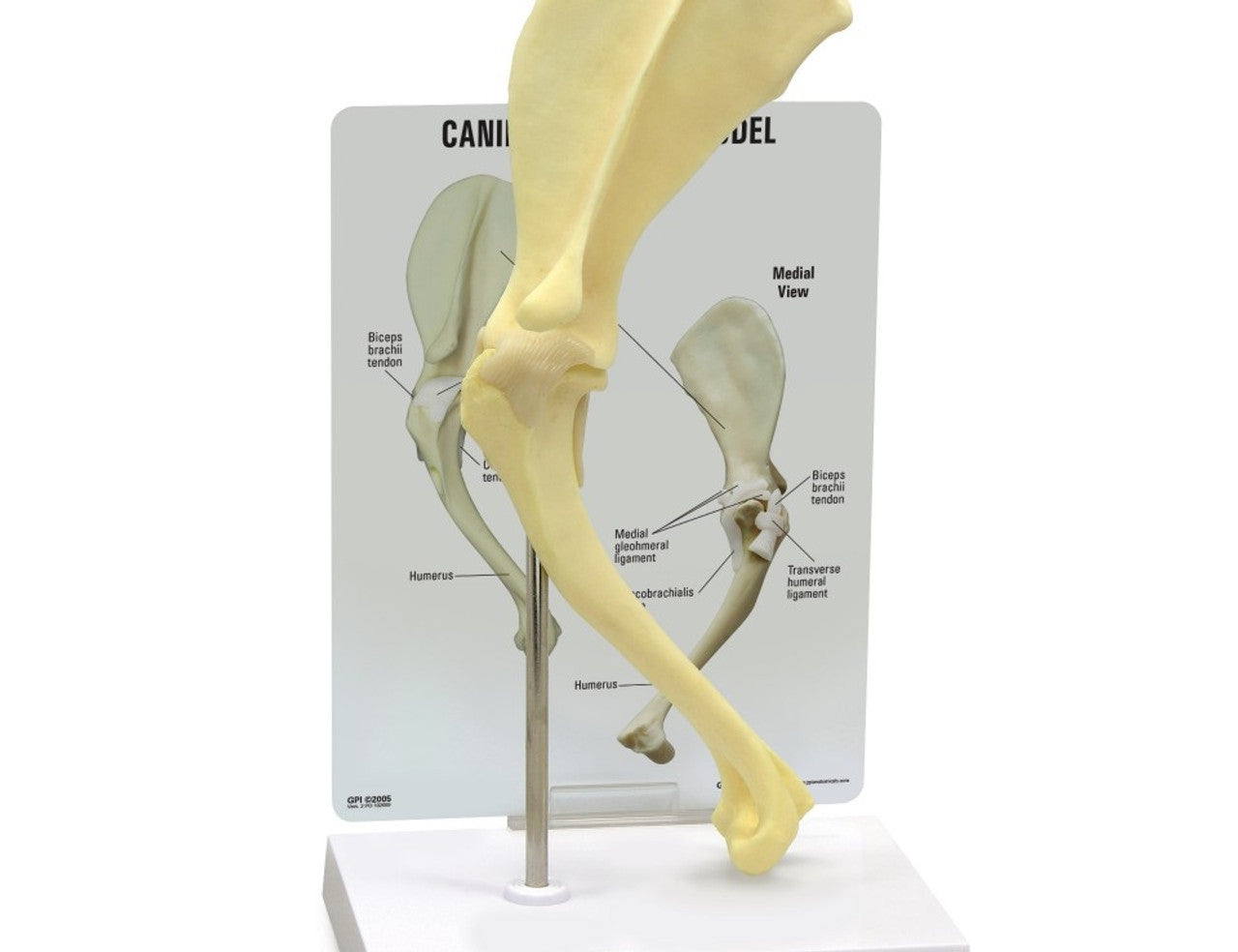 Canine Peripheral Joint Collection