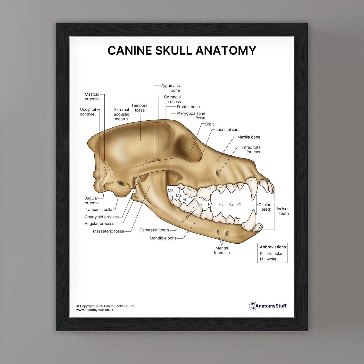 Canine Skull Anatomy Print (Small 20 x 25 cm)