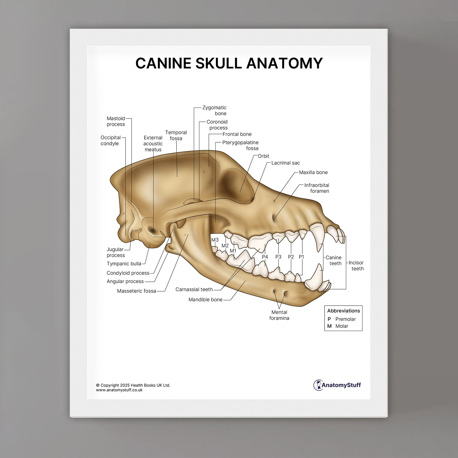 Canine Skull Anatomy Print (Small 20 x 25 cm)