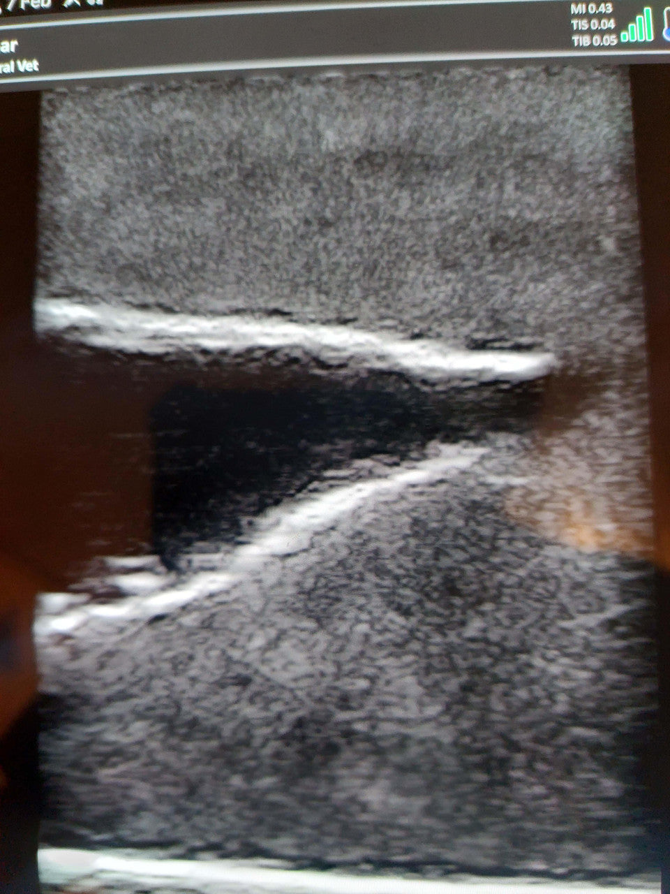 Canine Bladder Ultrasound Simulator