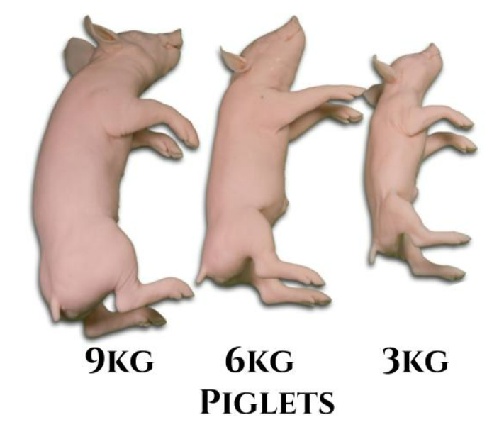 Piglet Bolt Gun Training Models - Non-Penetrating