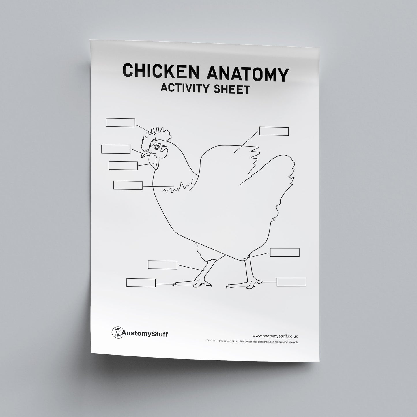 Chicken Anatomy Activity Sheet PDF