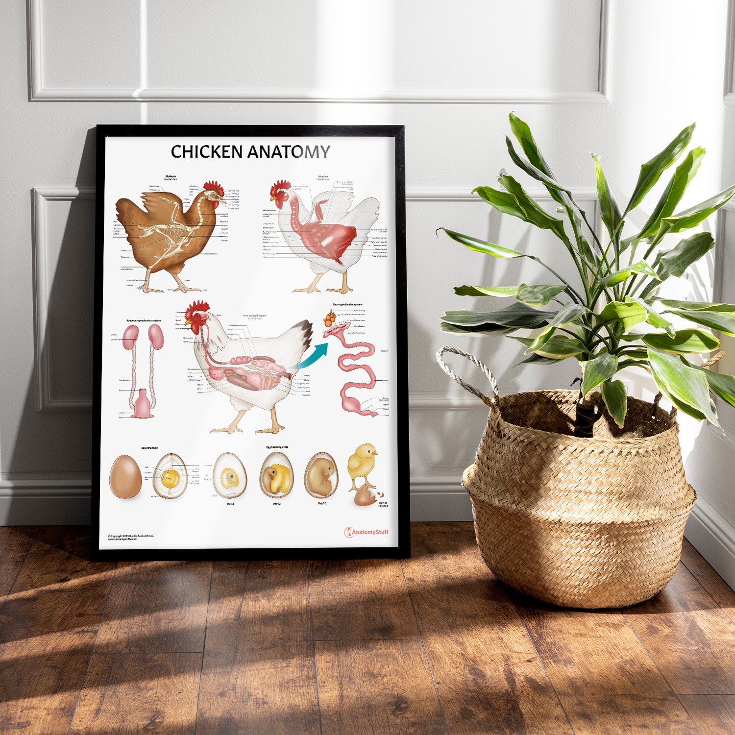 Chicken Anatomy Chart / Poster