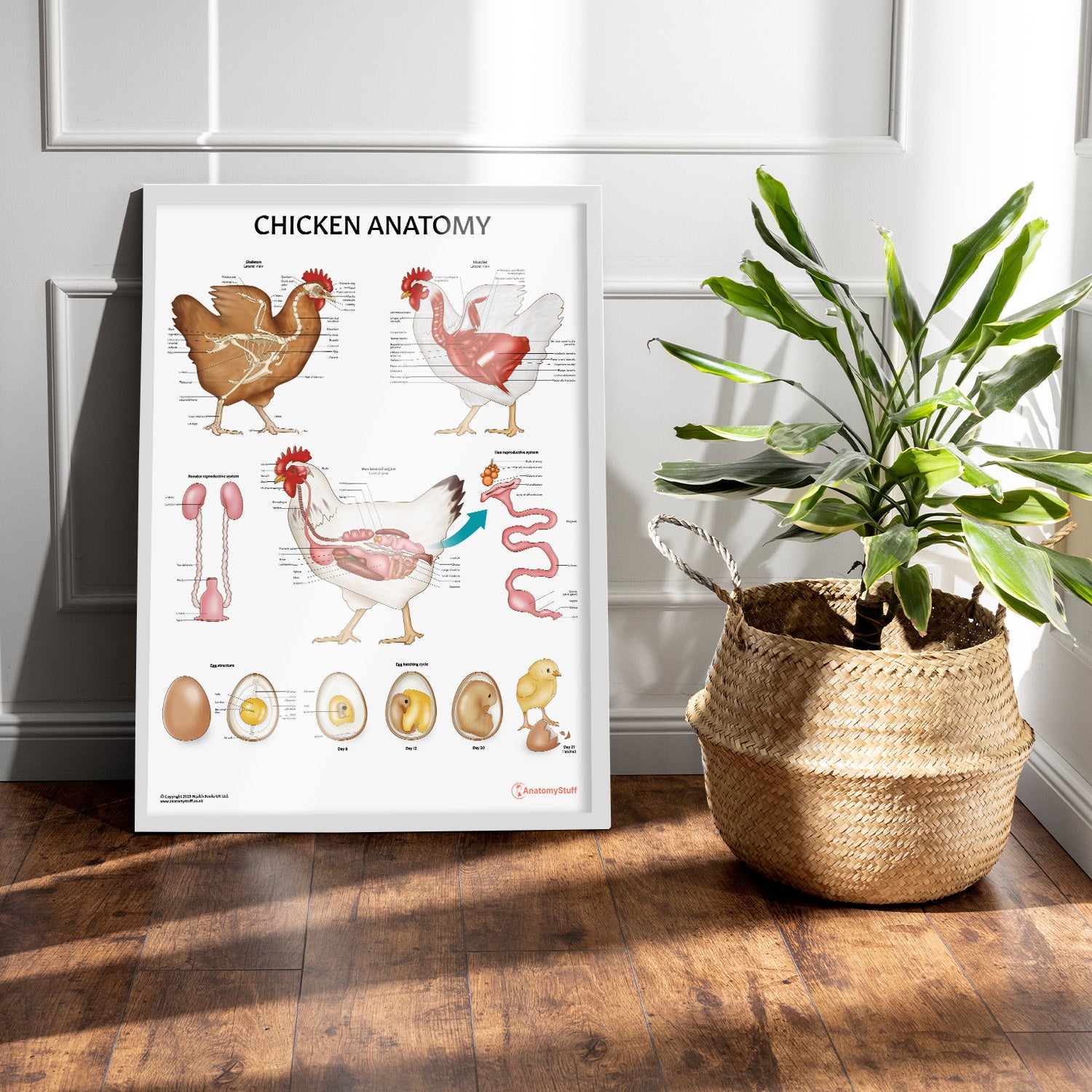 Chicken Anatomy Chart / Poster