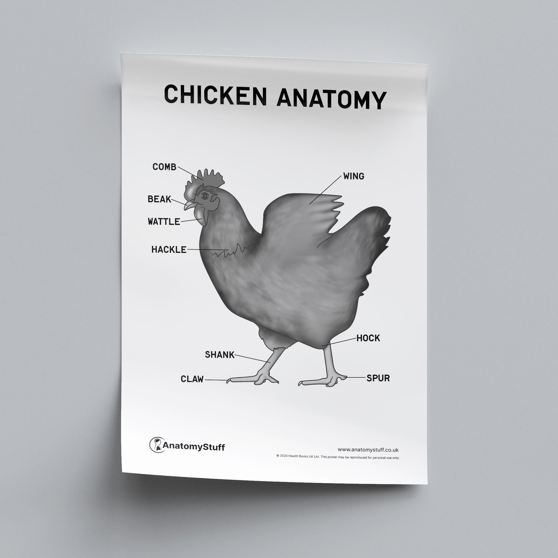 Chicken Anatomy Poster PDF