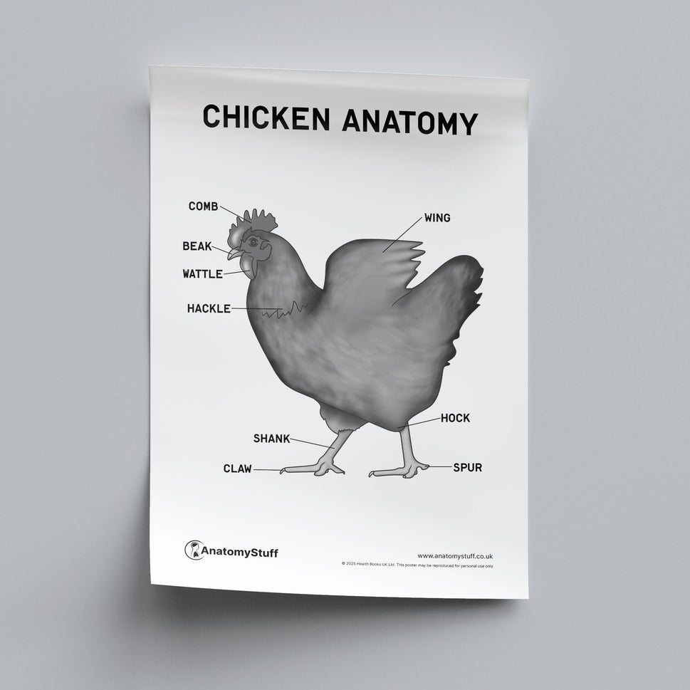 Chicken Anatomy Poster PDF