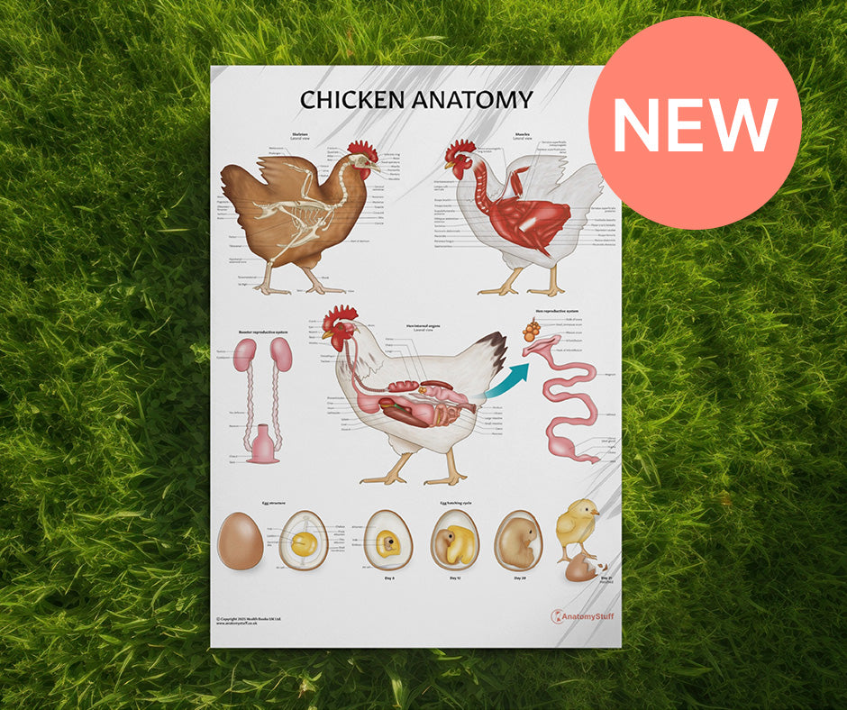 <strong>Chicken Anatomy Poster</strong>