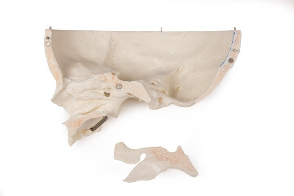 Child Demonstration Skull Model (14 Part)