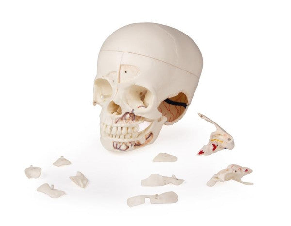 Child Demonstration Skull Model (14 Part)