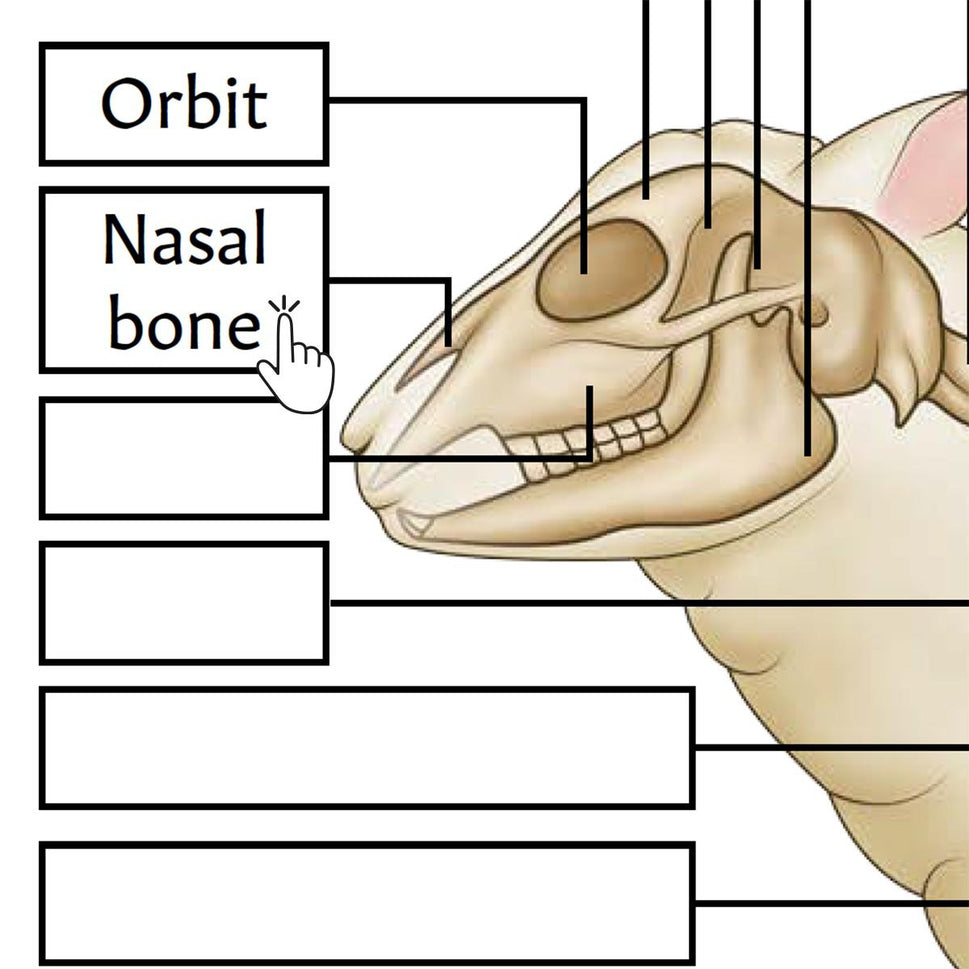 Sheep Skeletal Anatomy  Poster / Worksheet (Interactive & Printable PDF)