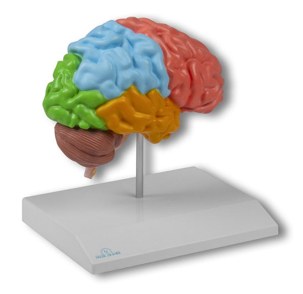Regional Half Brain Model