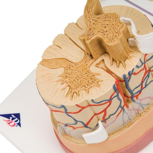 Human Spinal Cord Model with Nerve Endings (5 times life size)