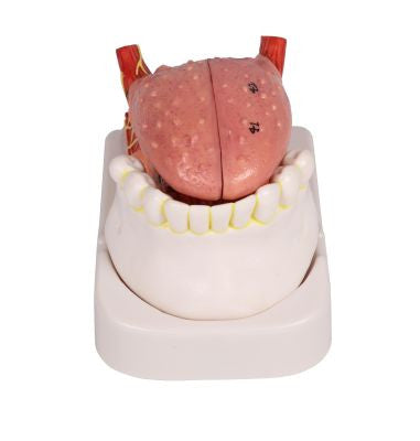 Tongue and Teeth Anatomy Model (4 part)