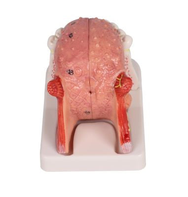 Tongue and Teeth Anatomy Model (4 part)