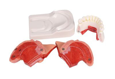 Tongue and Teeth Anatomy Model (4 part)