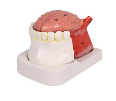 Tongue and Teeth Anatomy Model (4 part)