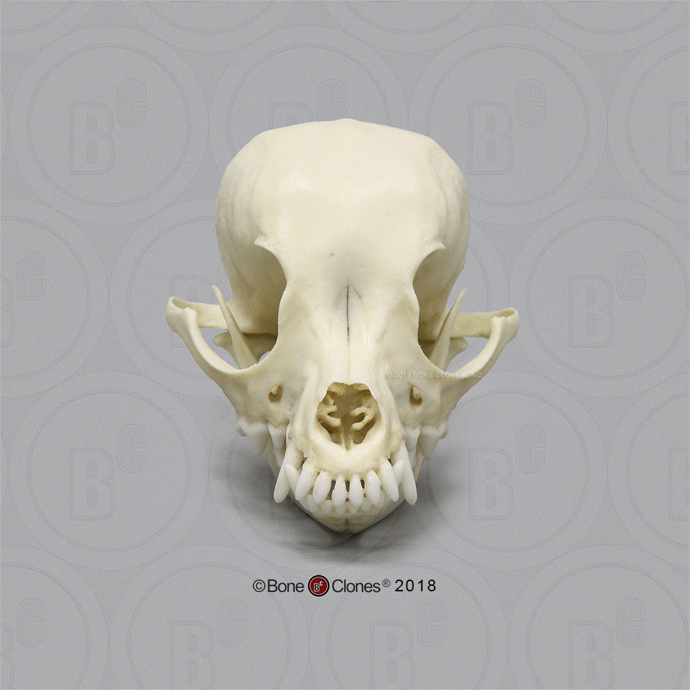 Bone Clones Canine Skulls