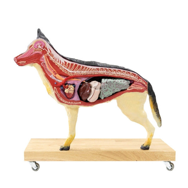 Dog Model - German Shepherd (11 parts, 2/3 life size)