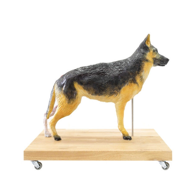 Dog Model - German Shepherd (11 parts, 2/3 life size)