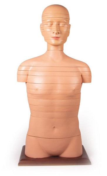 Disc Torso (Life-size)