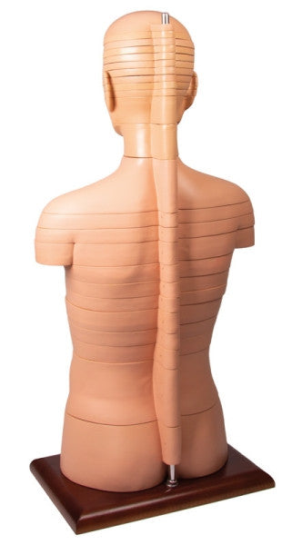 Disc Torso (Life-size)