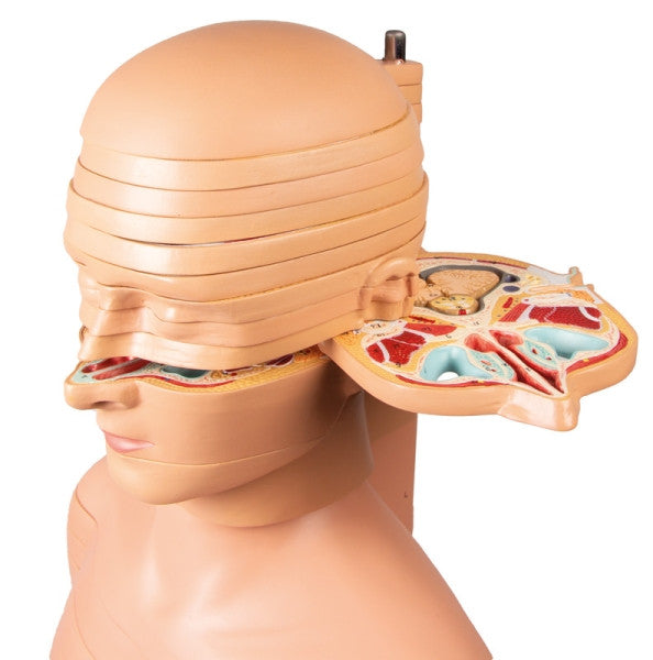 Disc Torso (Life-size)