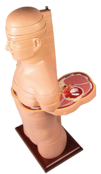 Chest of the Disc Torso