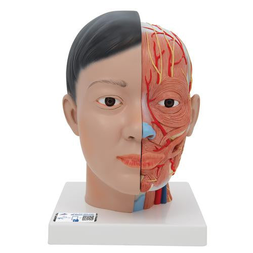 Deluxe Asian Head and Neck Model (4 Part)