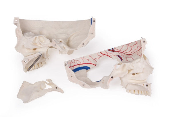 Magnetic Demonstration Skull Model (14 Part)