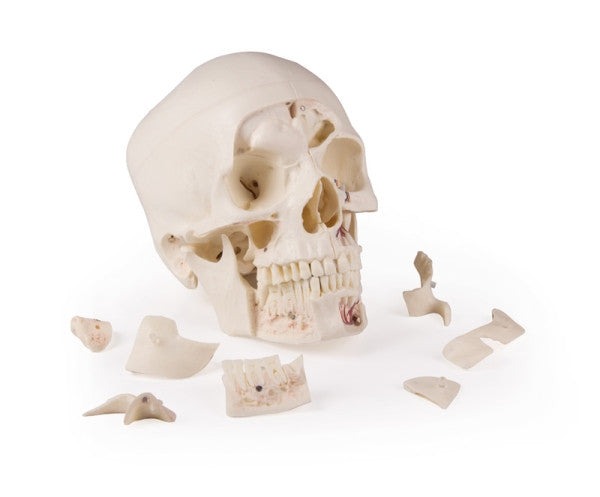 Magnetic Demonstration Skull Model (14 Part)