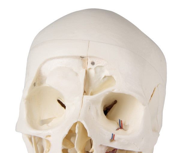 Magnetic Demonstration Skull Model (14 Part)