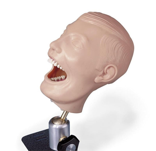 Dental Manikin