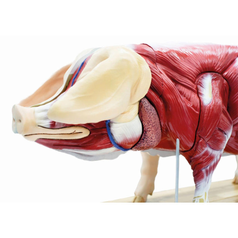 Pig Model (20 parts, 1/2 life size)