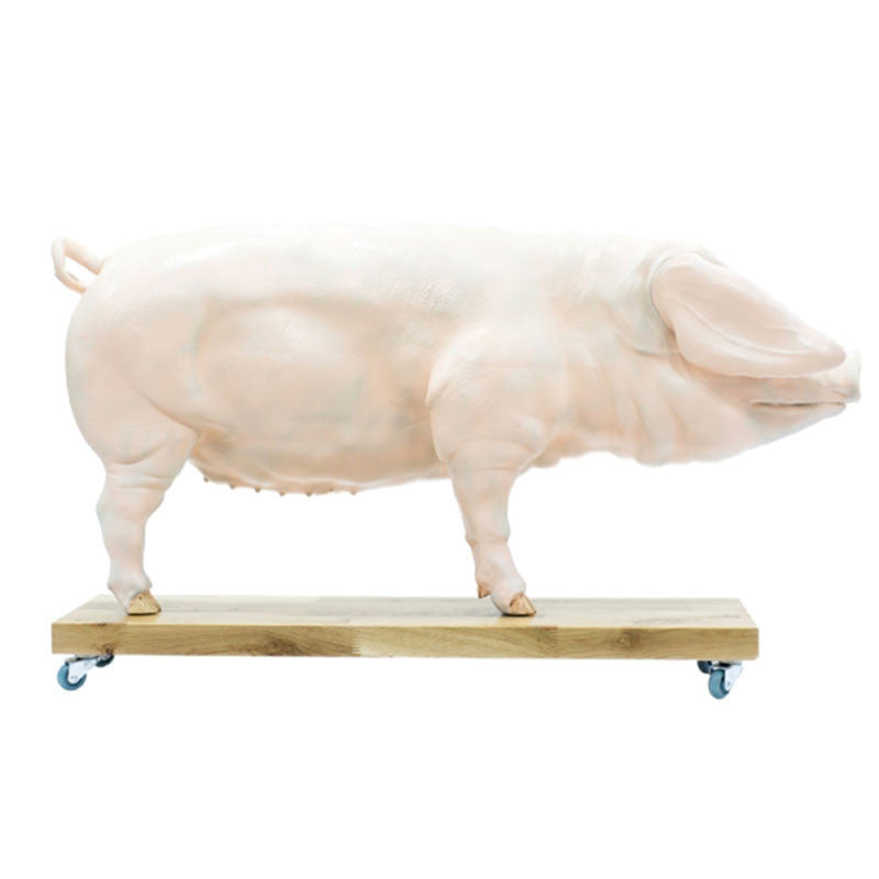 Pig Model (20 parts, 1/2 life size)