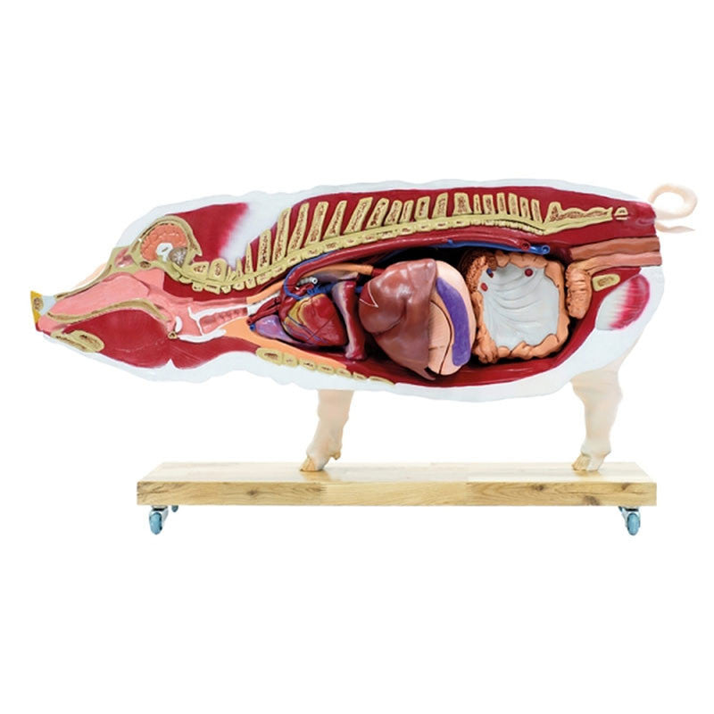 Pig Model (20 parts, 1/2 life size)