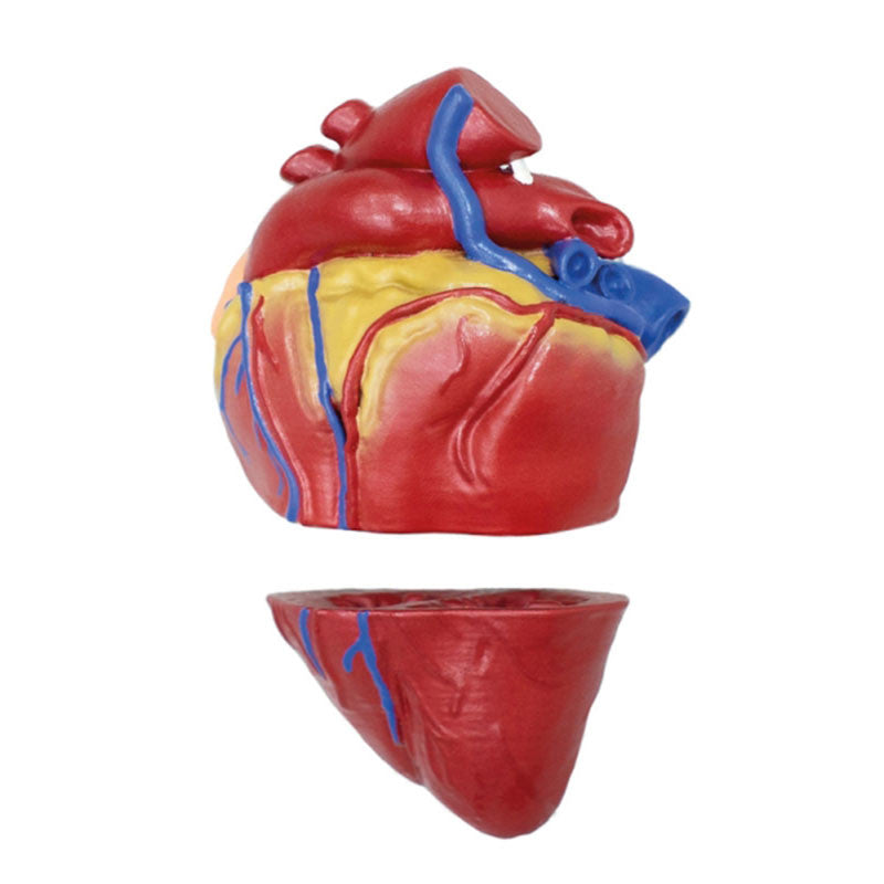 Pig Model (20 parts, 1/2 life size)