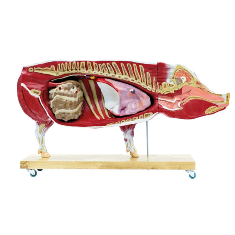 Pig Model (20 parts, 1/2 life size)