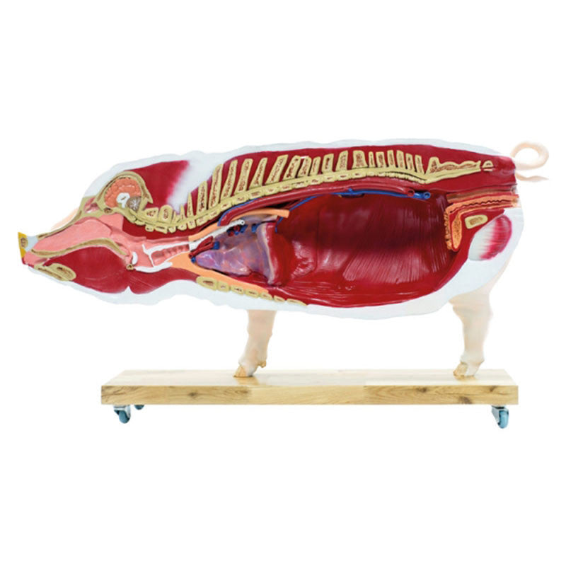 Pig Model (20 parts, 1/2 life size)
